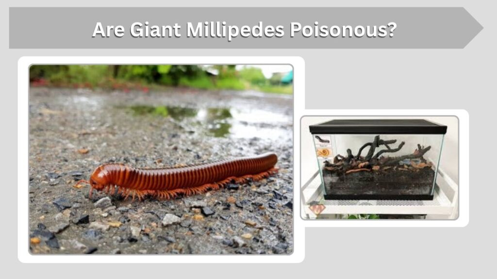Are Giant Millipedes Poisonous?