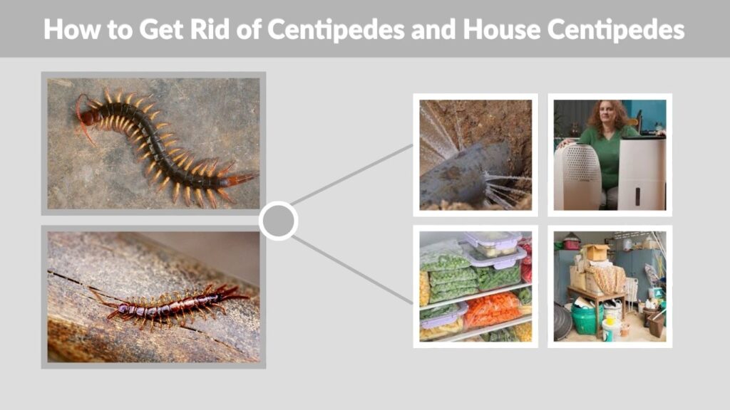 How to Get Rid of Centipedes and House Centipedes