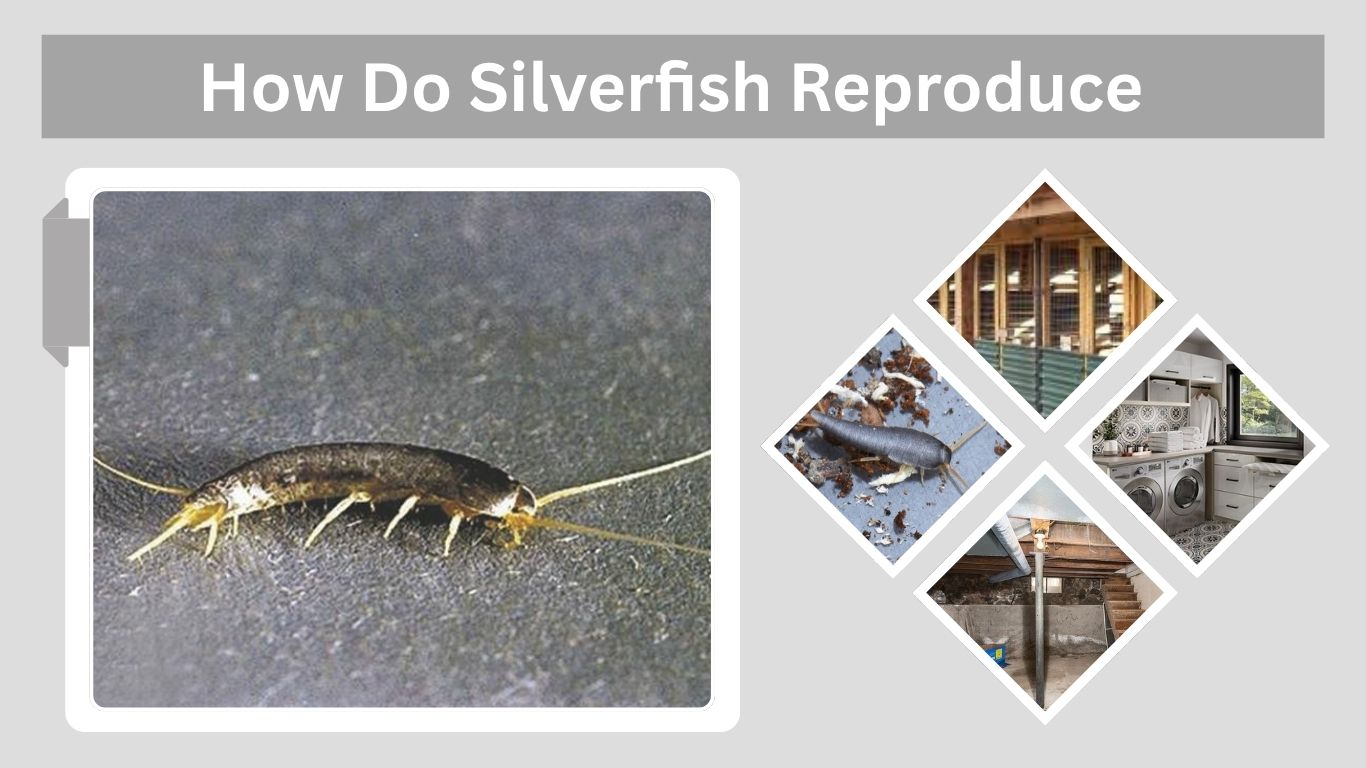 How Do Silverfish Reproduce? Complete Life Cycle Guide