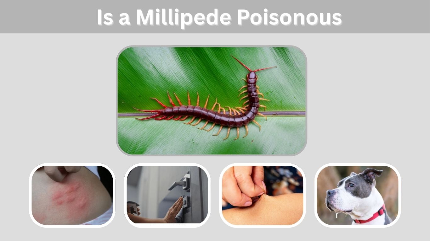 Is a Millipede Poisonous? Facts About Millipede Safety