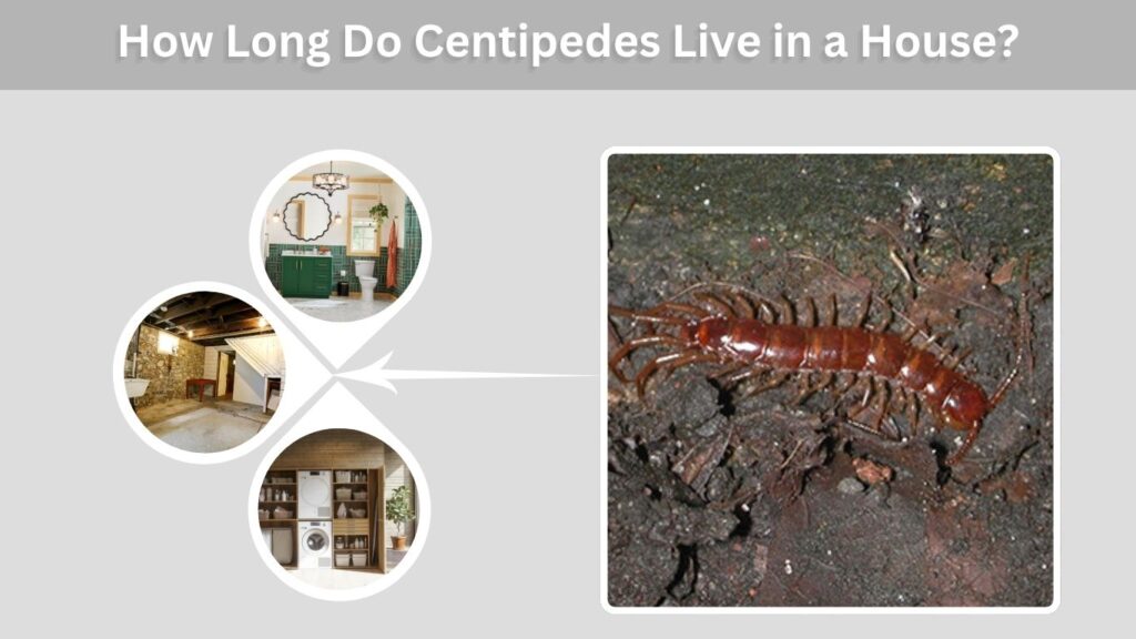 How Long Do Centipedes Live in a House?