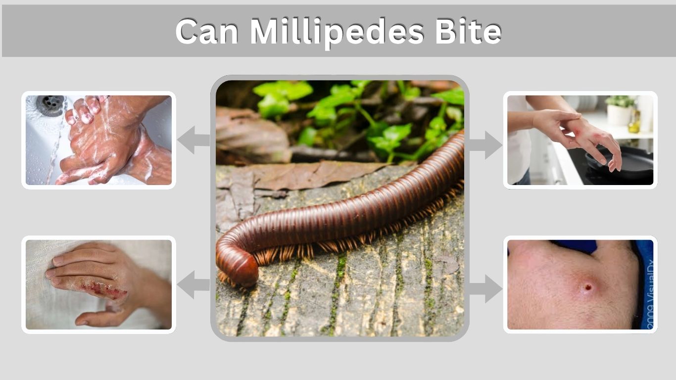 Can Millipedes Bite? Facts About Millipede Bites