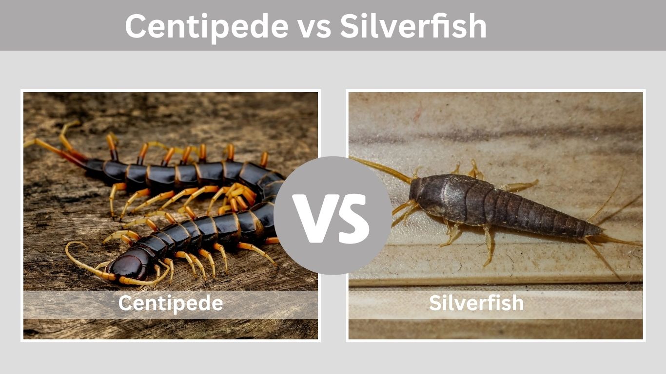 Centipede vs Silverfish: Identification and Control Tips