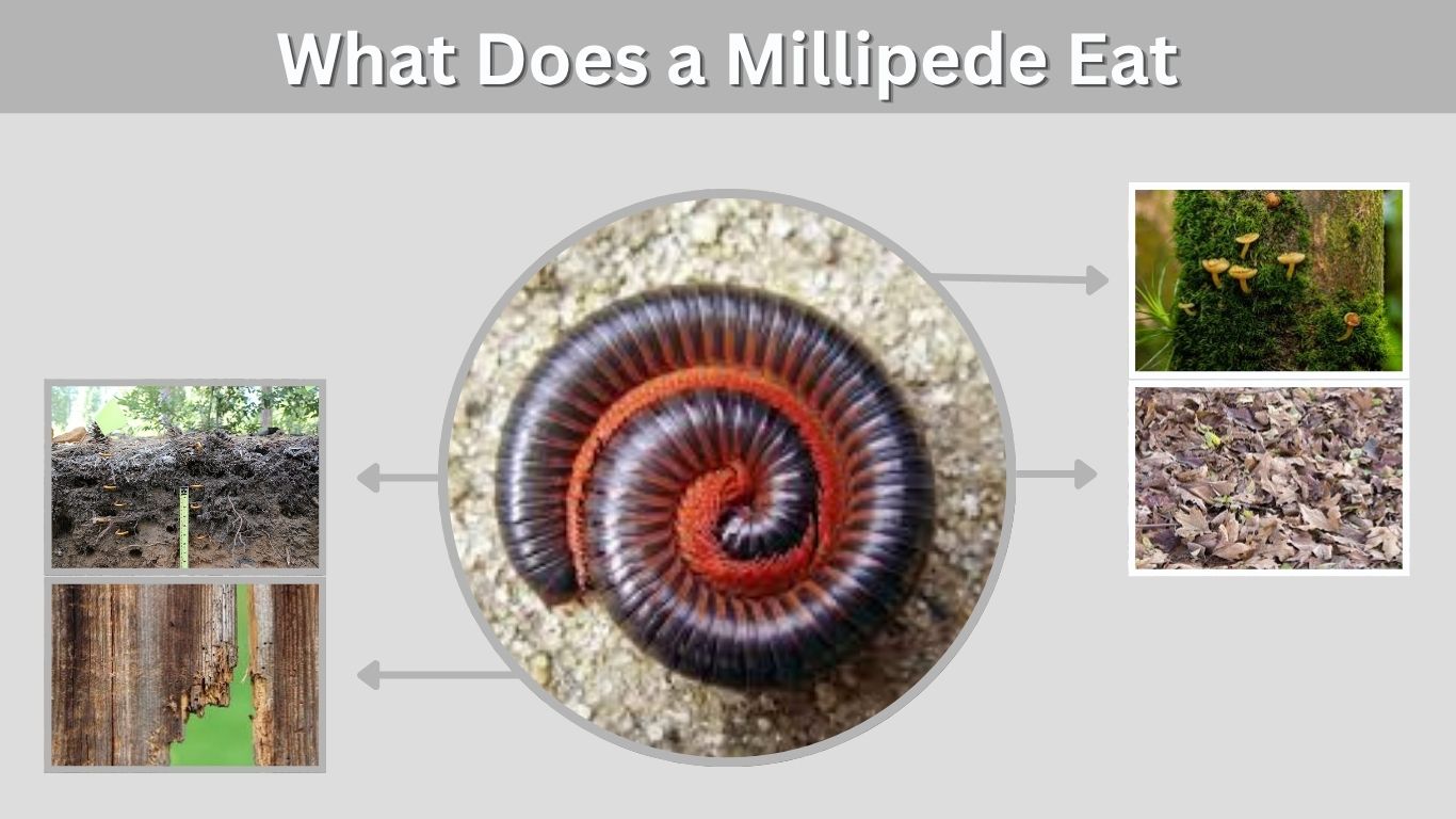 What Does a Millipede Eat? Complete Diet Guide