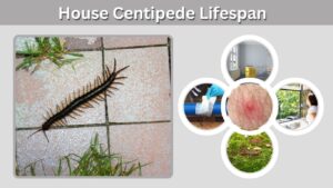 House Centipede Lifespan: How Long Do They Live?