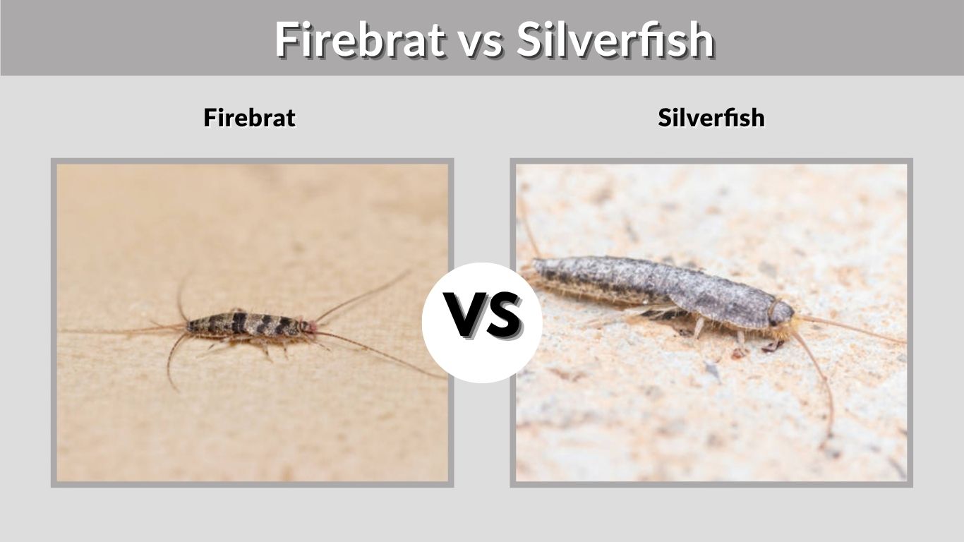 Firebrat vs Silverfish: Key Differences, Damage, and Control