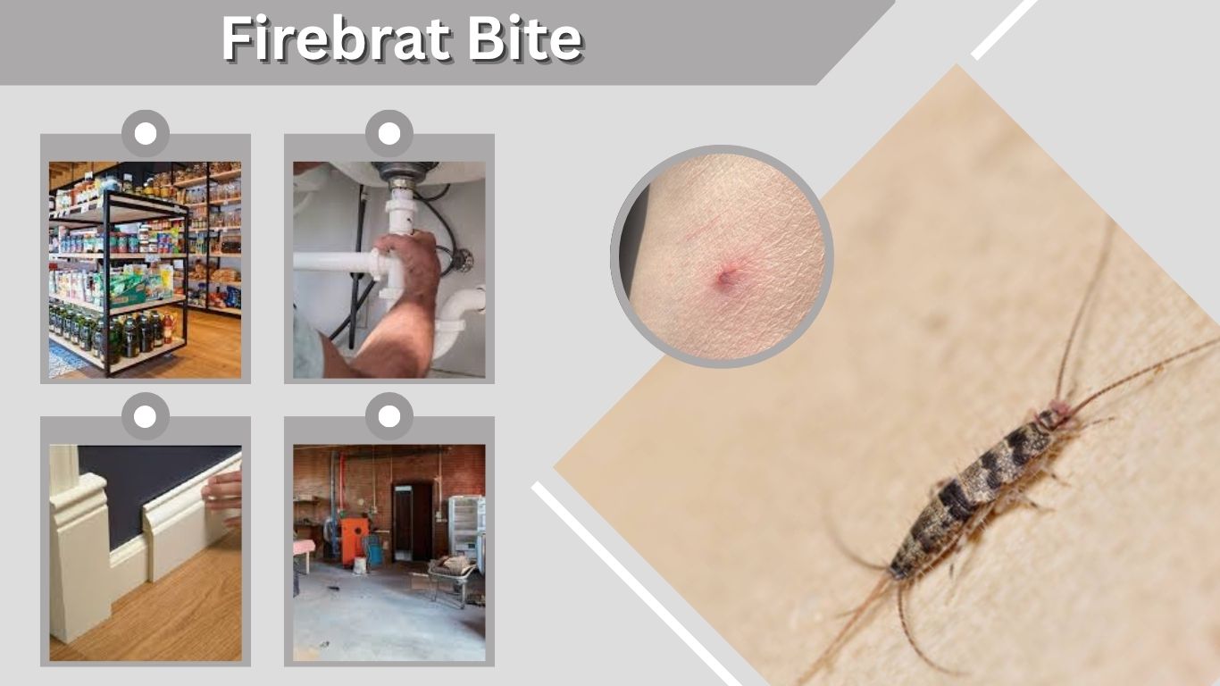 Firebrat Bite: Symptoms, Risks, and What to Do
