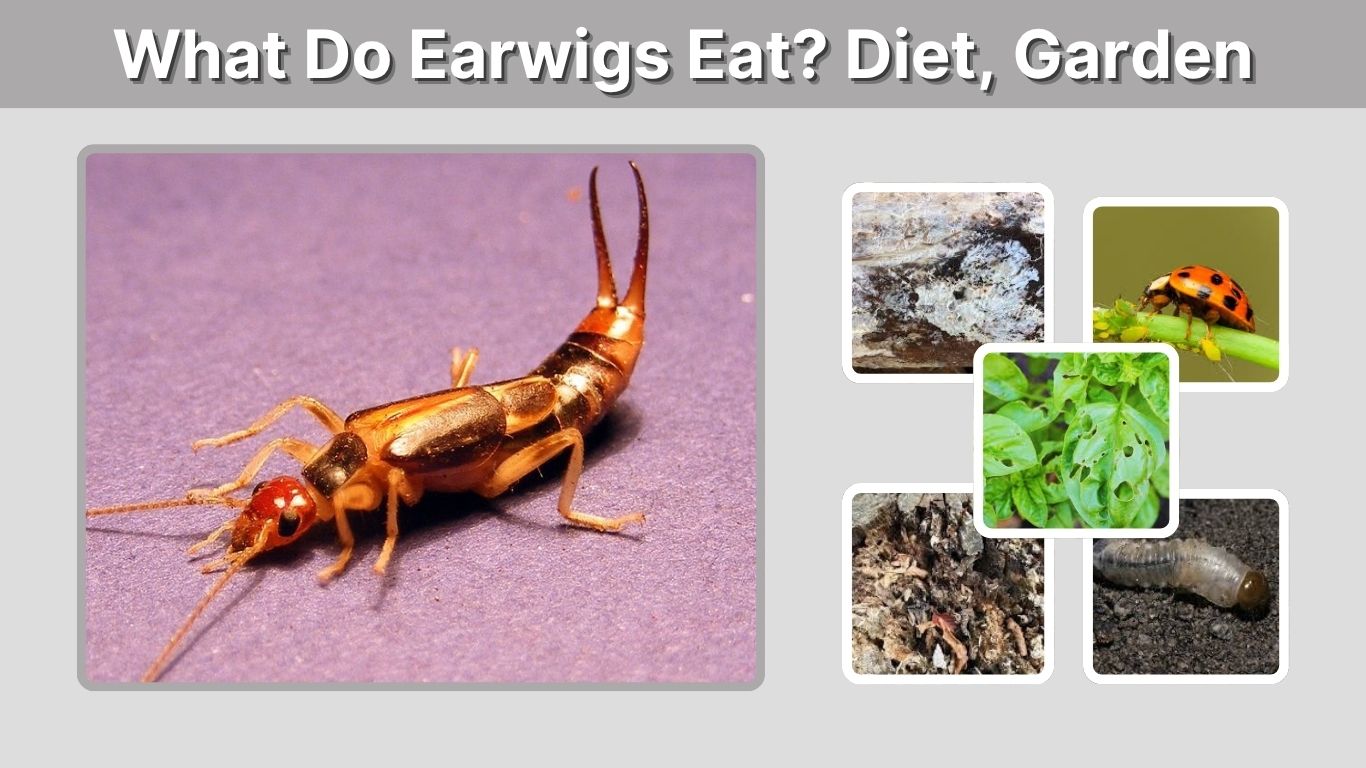 What Do Earwigs Eat? Diet, Garden Damage, and Predators