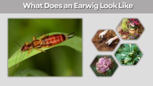 What Does an Earwig Look Like? Identification Guide