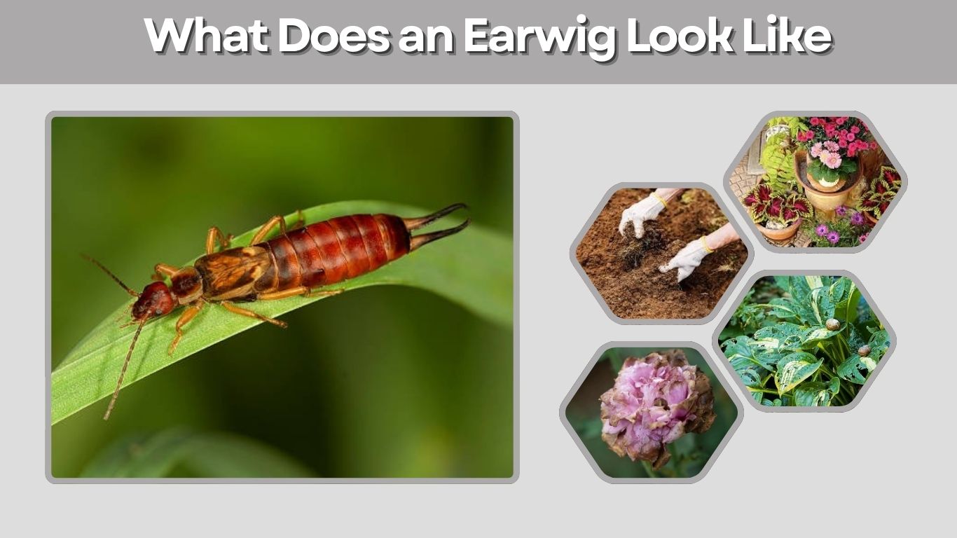 What Does an Earwig Look Like? Identification Guide