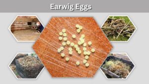 Earwig Eggs: What They Look Like, Where They Hatch