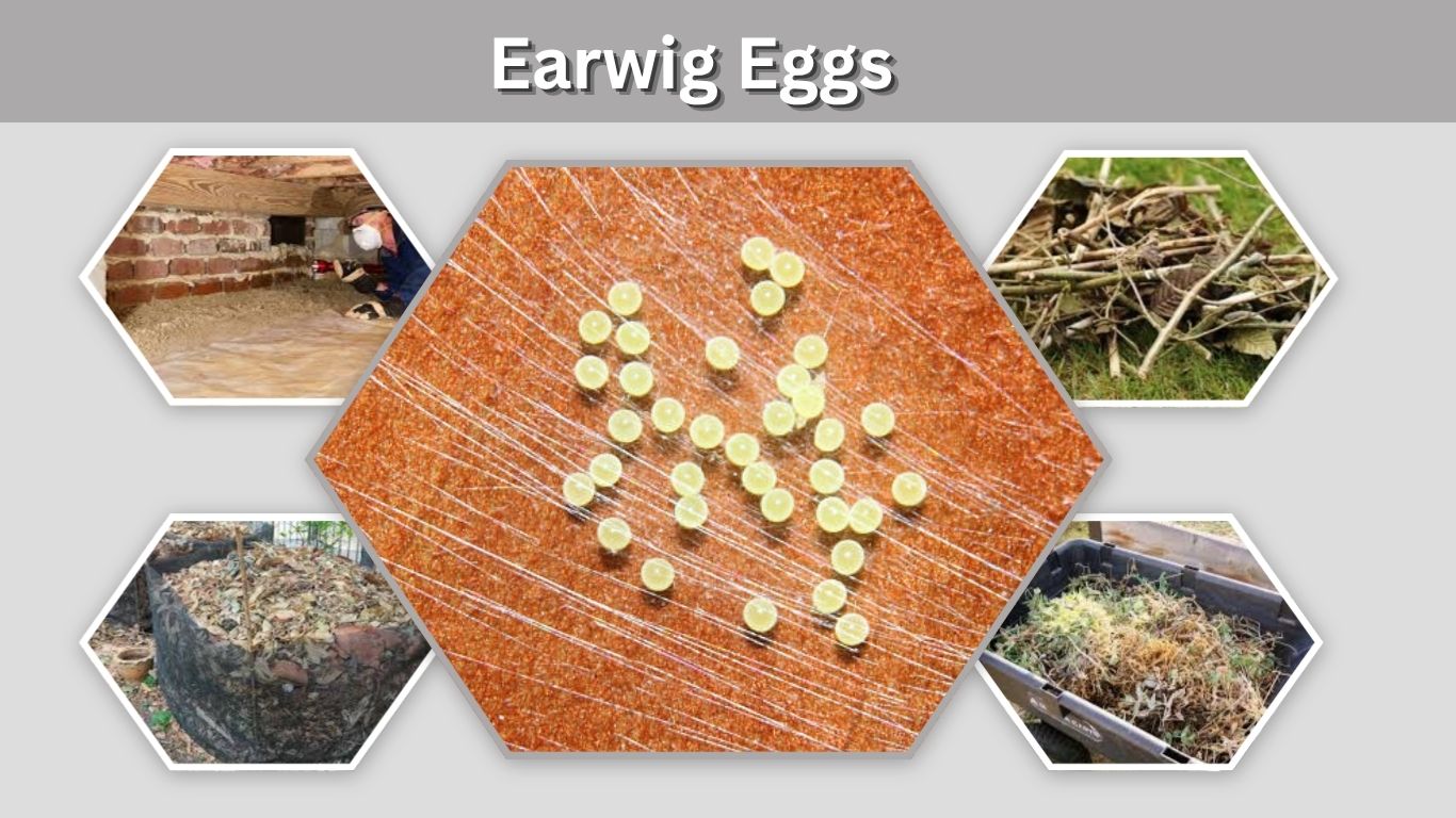 Earwig Eggs: What They Look Like, Where They Hatch