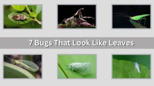 7 Bugs That Look Like Leaves: Identification with Pictures
