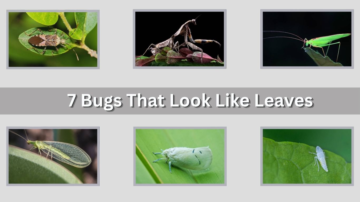 7 Bugs That Look Like Leaves: Identification with Pictures