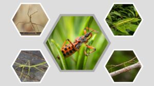 8 Bugs That Look Like Sticks: Identification with Pictures