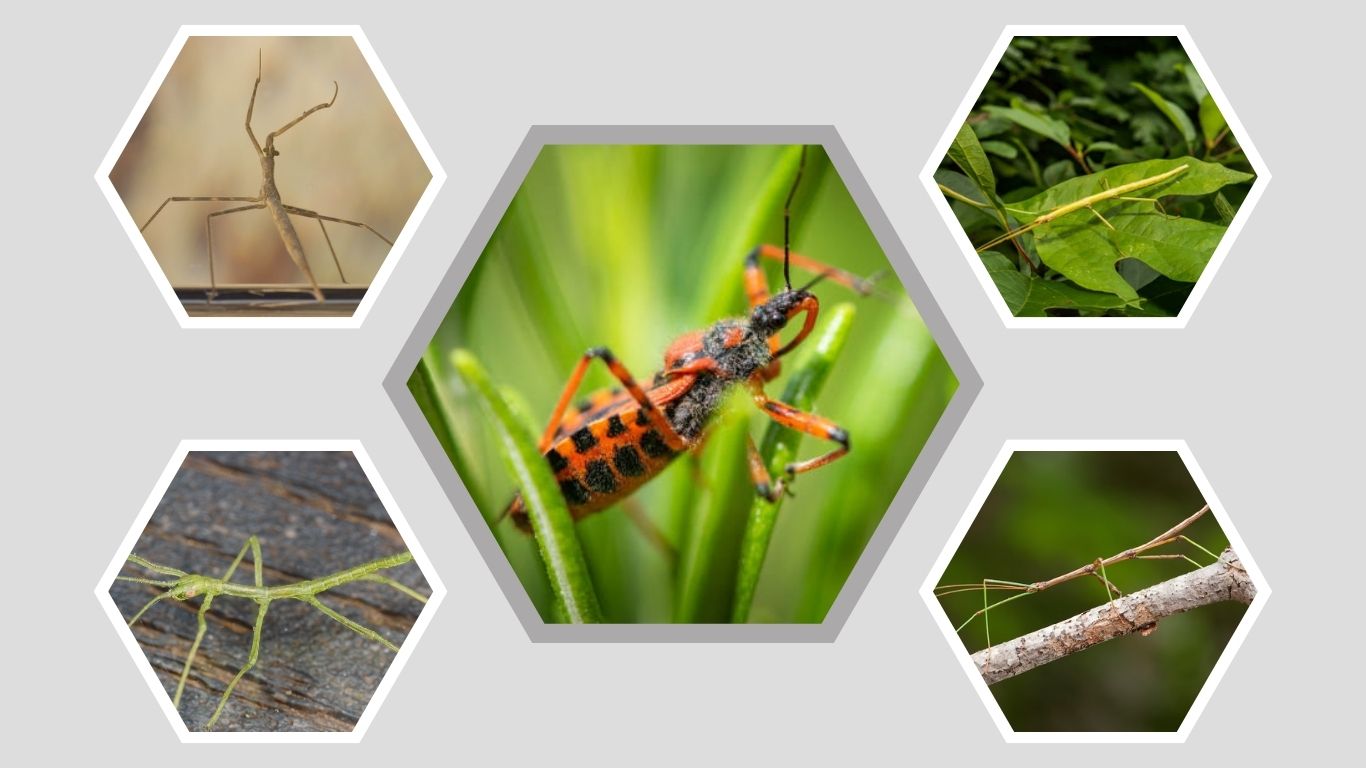 8 Bugs That Look Like Sticks: Identification with Pictures
