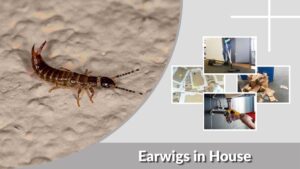 Earwigs in House: Causes, Removal and Prevention