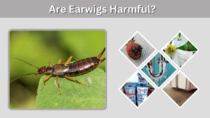 Are Earwigs Harmful? Risks to People, Pets and Plants