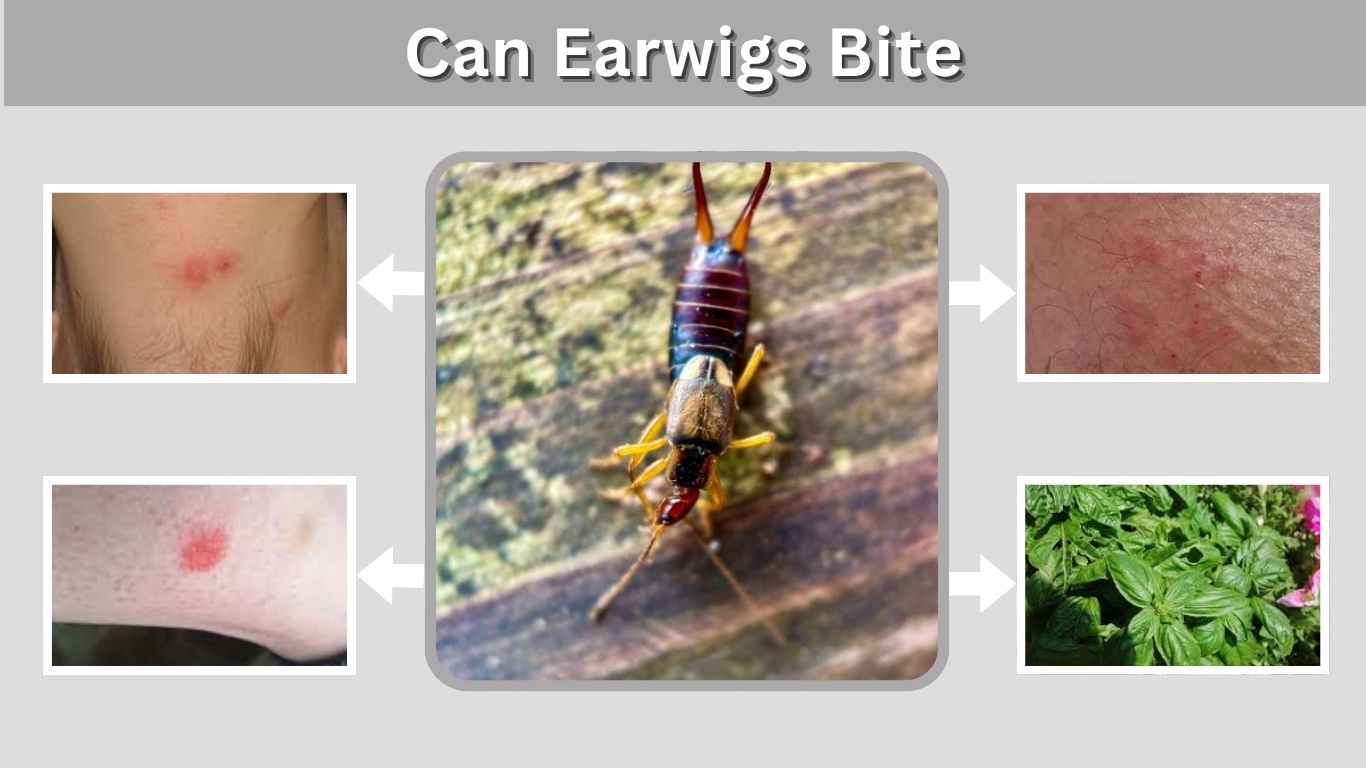 Can Earwigs Bite? Facts About Earwig Pinches and Safety