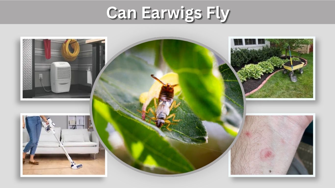 Can Earwigs Fly? Facts About Their Wings and Movement