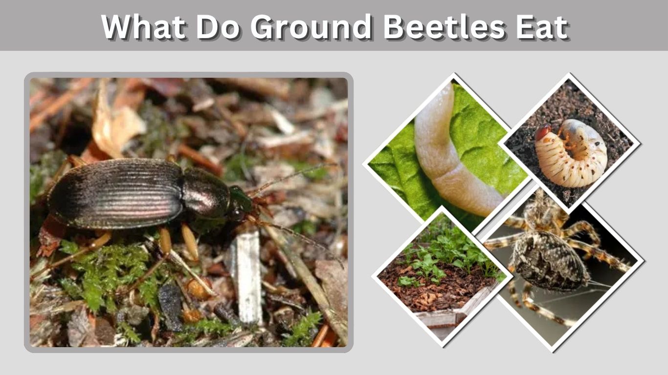 What Do Ground Beetles Eat? Diet, Prey, and Garden Benefits