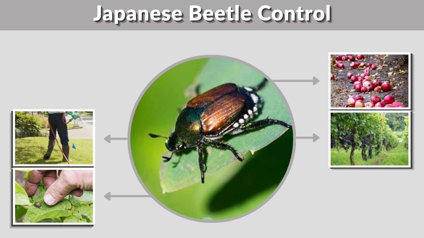 Japanese Beetle Control: Natural and Grub Treatment Tips