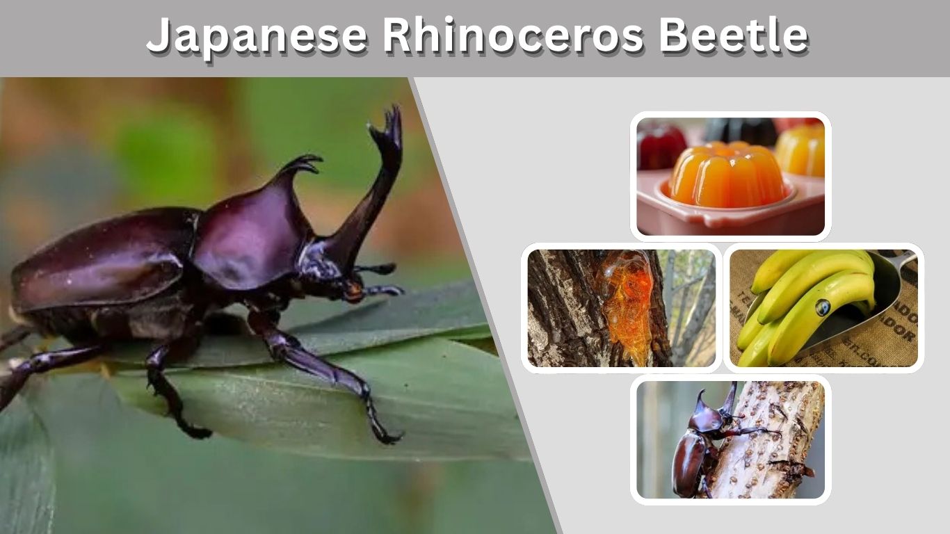 Japanese Rhinoceros Beetle: Care, Diet, Lifespan and Facts
