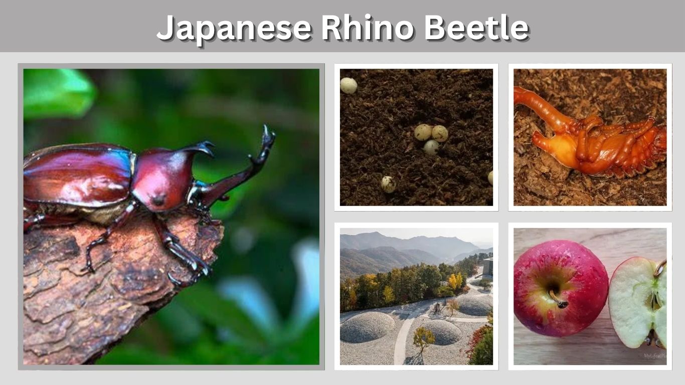 Japanese Rhino Beetle: Habitat, Life Cycle, Lifespan & Facts