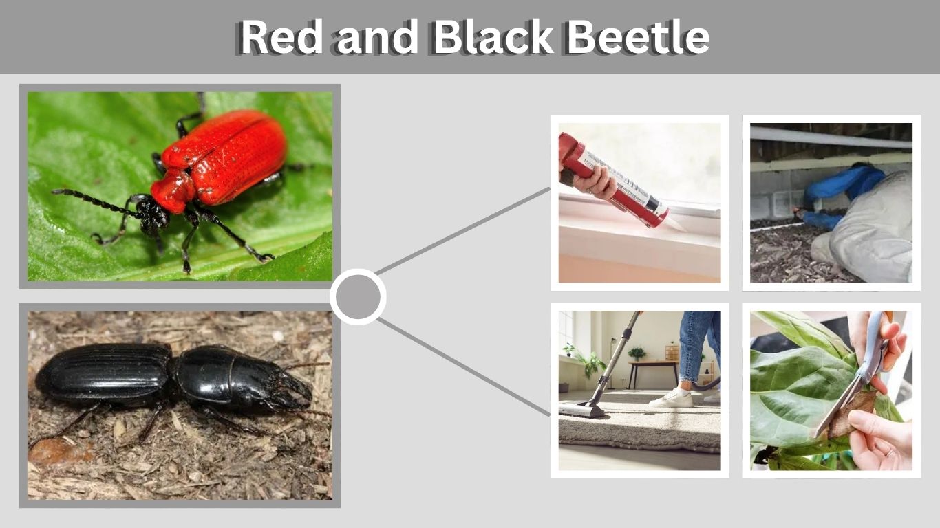 Red and Black Beetle: Identification, Types, and Control