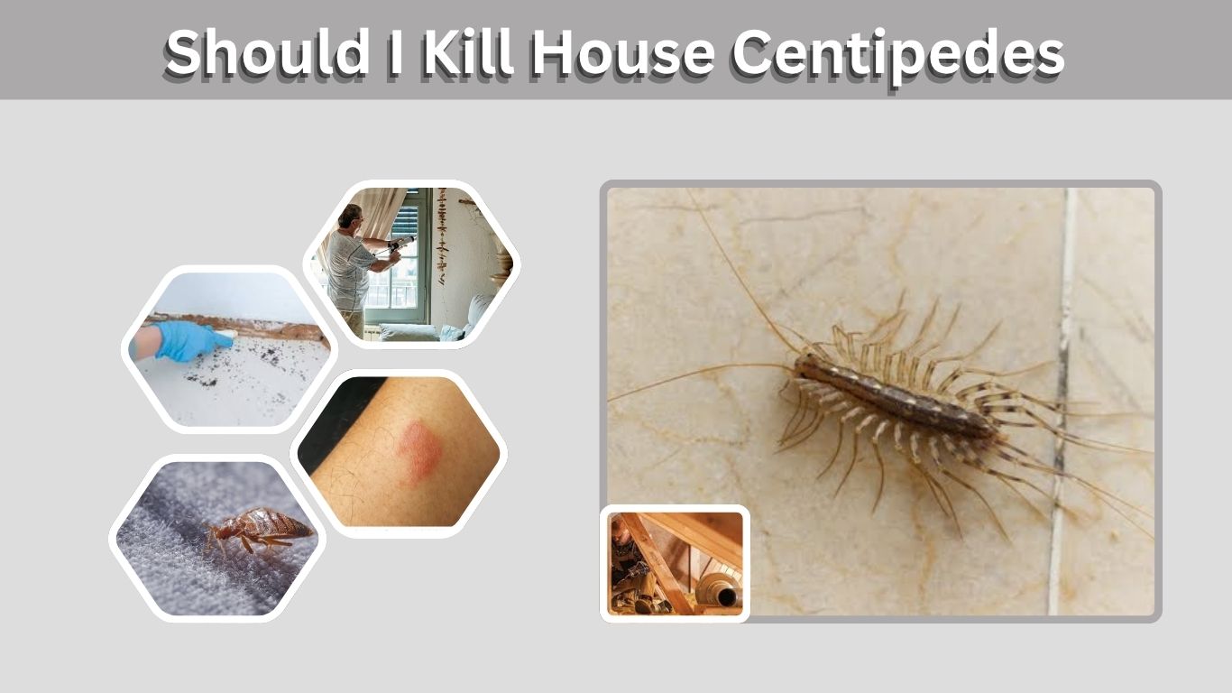 Should I Kill House Centipedes? Benefits, Risks and Solutions