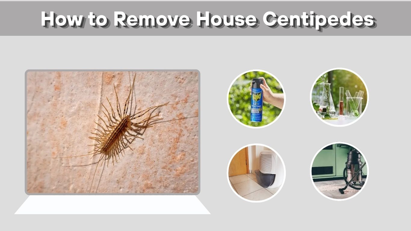 How to Remove House Centipedes: Effective Solutions That Work