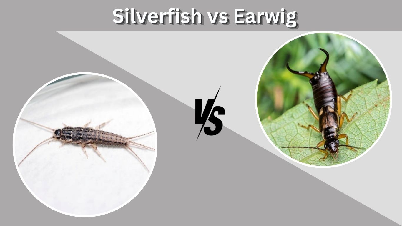 Silverfish vs Earwig Guide: Appearance, Damage and Control