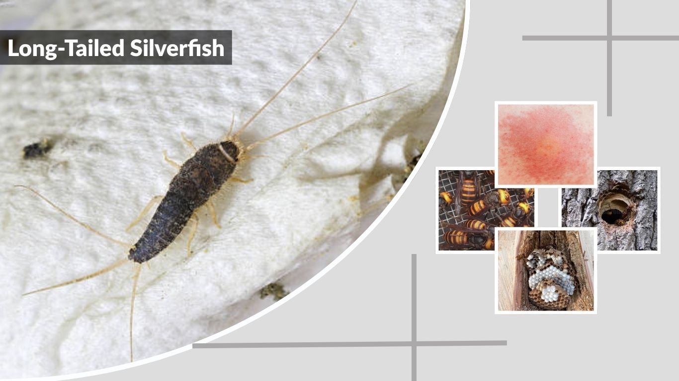 Long-Tailed Silverfish: Identification, Control & Facts