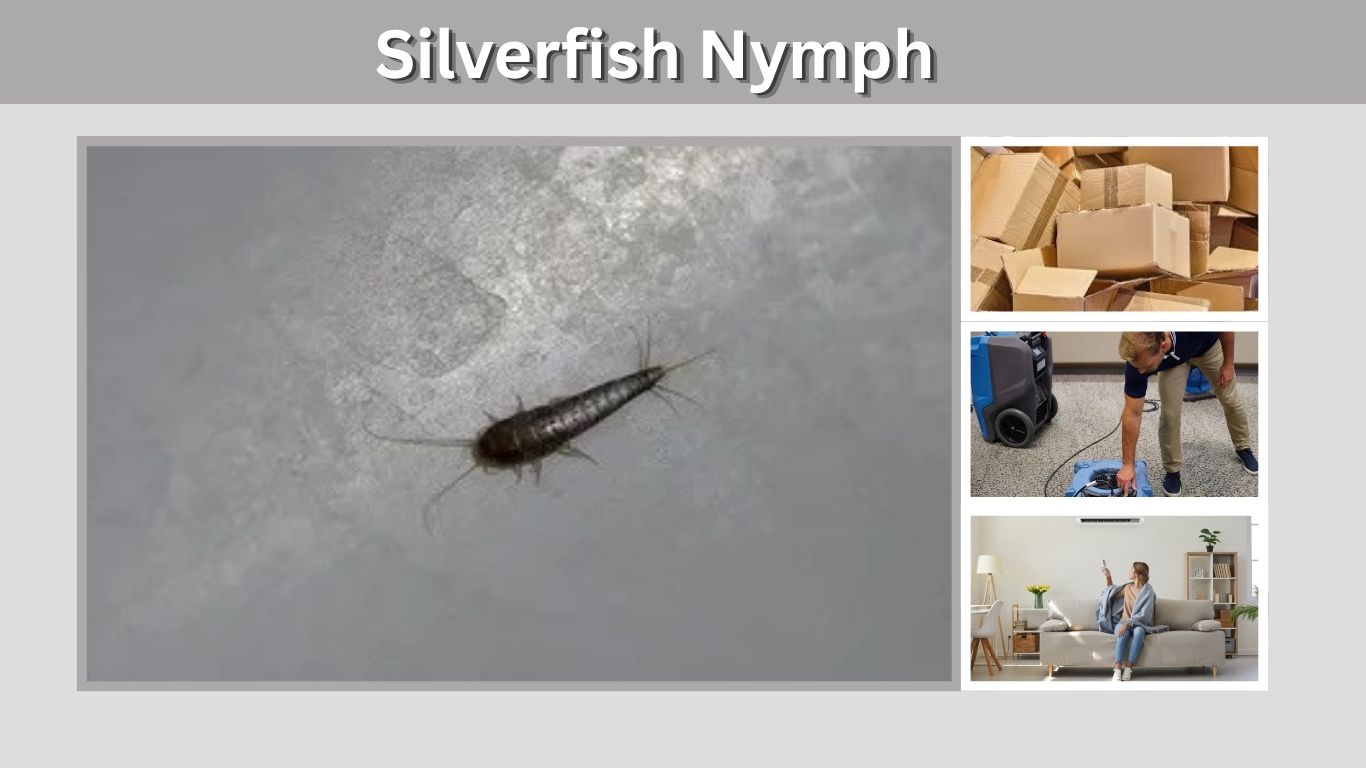 Silverfish Nymph: Life Cycle, Appearance and Prevention
