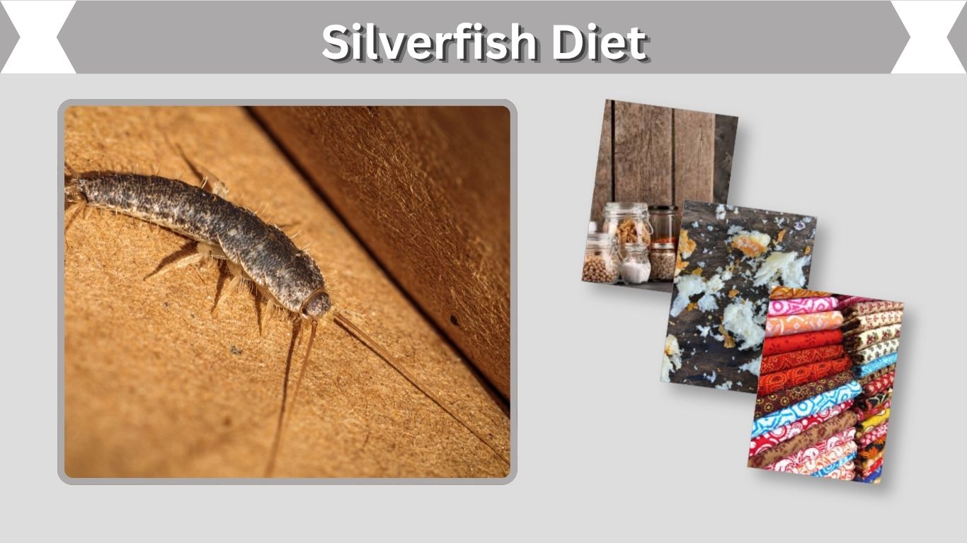 Silverfish Diet: What Do Silverfish Eat and Why?