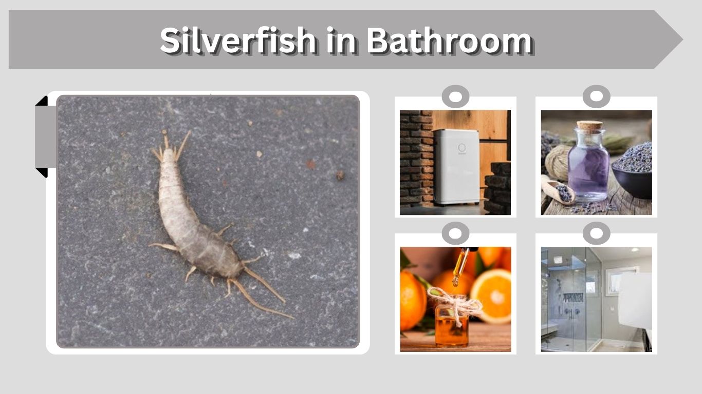 Silverfish in Bathroom: Causes and How to Get Rid