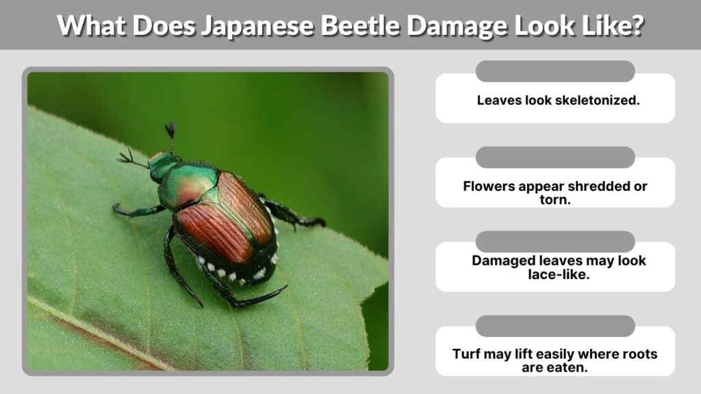 What Does Japanese Beetle Damage Look Like?