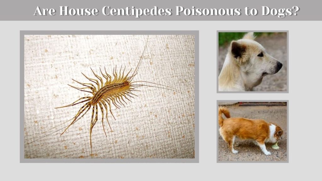 Are House Centipedes Poisonous to Dogs?