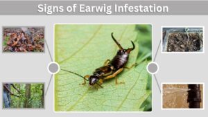 Signs of Earwig Infestation in House and Garden