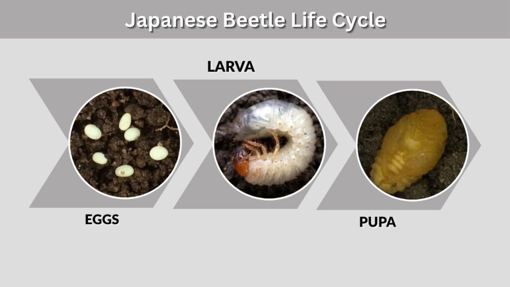Japanese Beetle Life Cycle