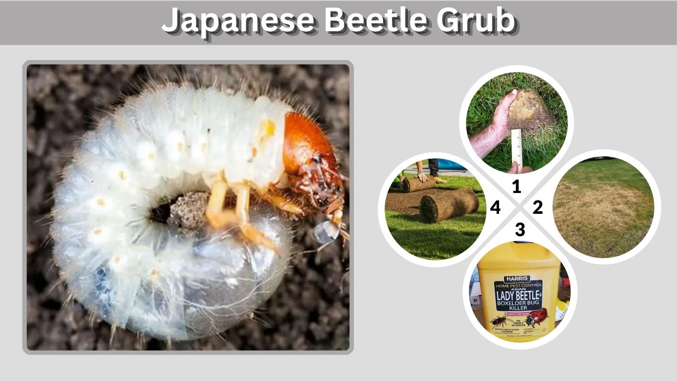 Japanese Beetle Grub: Identification, Damage and Control