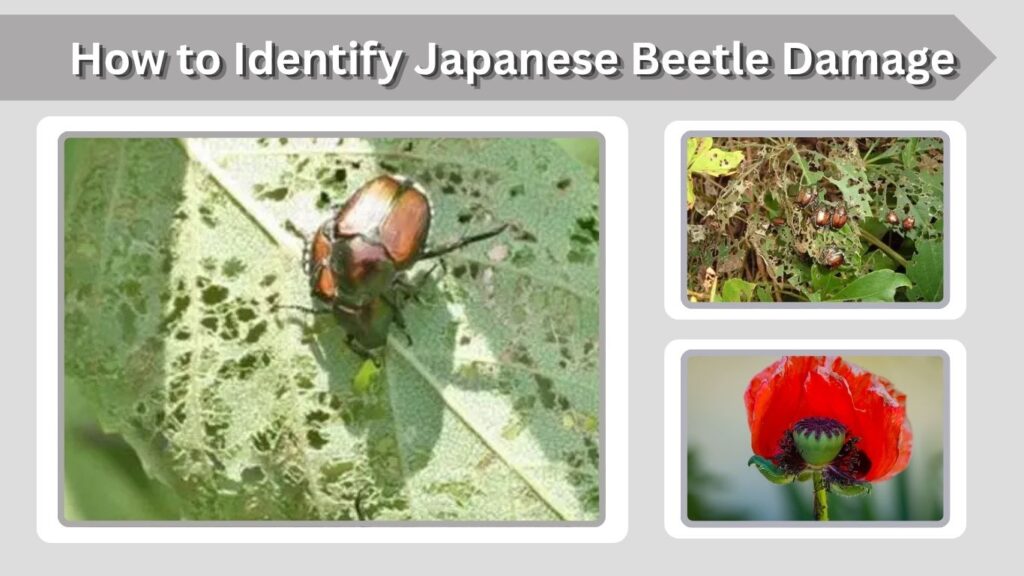 How to Identify Japanese Beetle Damage