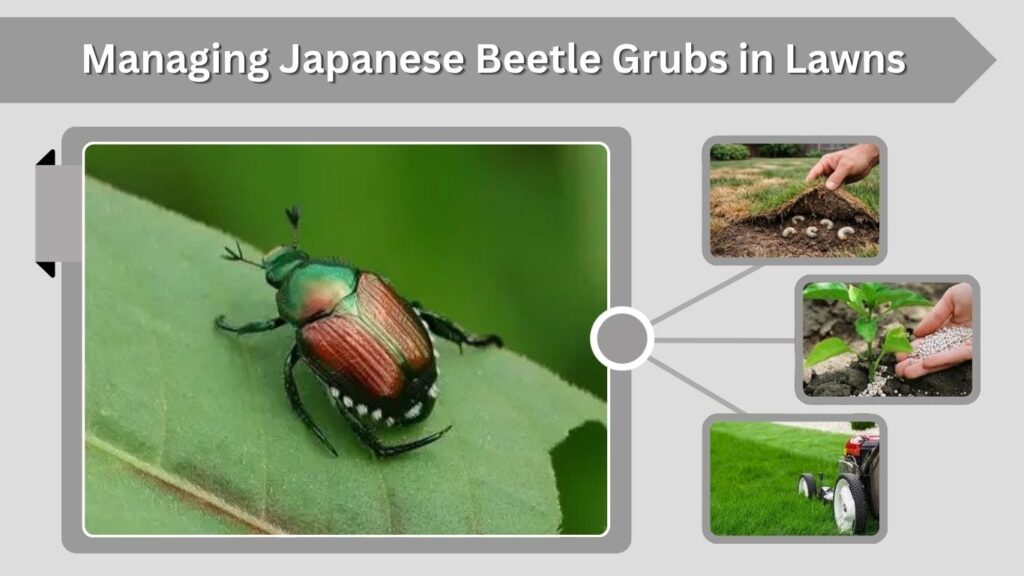 Managing Japanese Beetle Grubs in Lawns