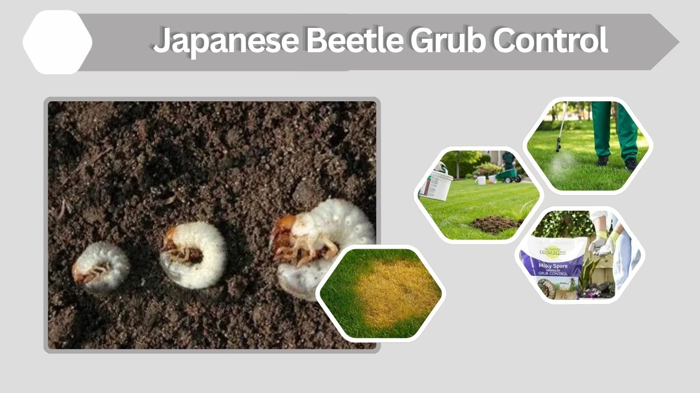 Japanese Beetle Grub Control: When and How to Treat