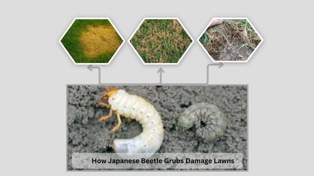 How Japanese Beetle Grubs Damage Lawns