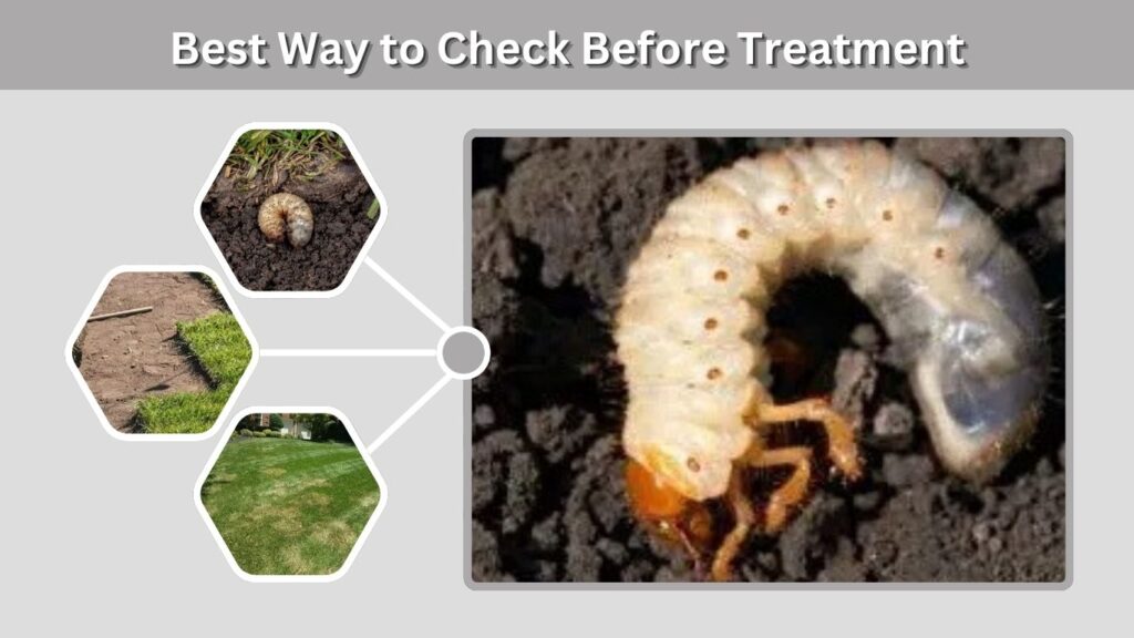 Best Way to Check Before Treatment