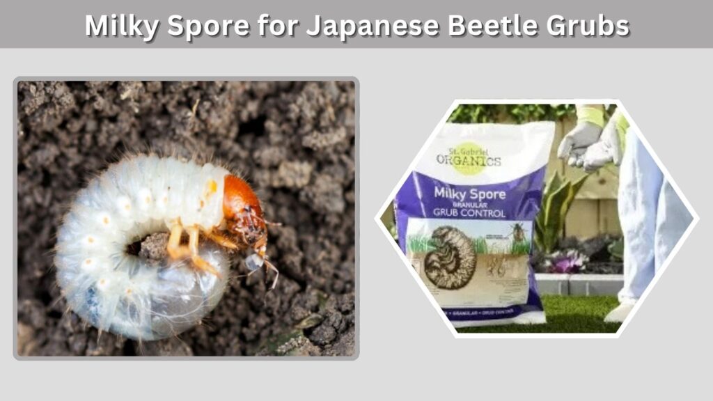 Milky Spore for Japanese Beetle Grubs