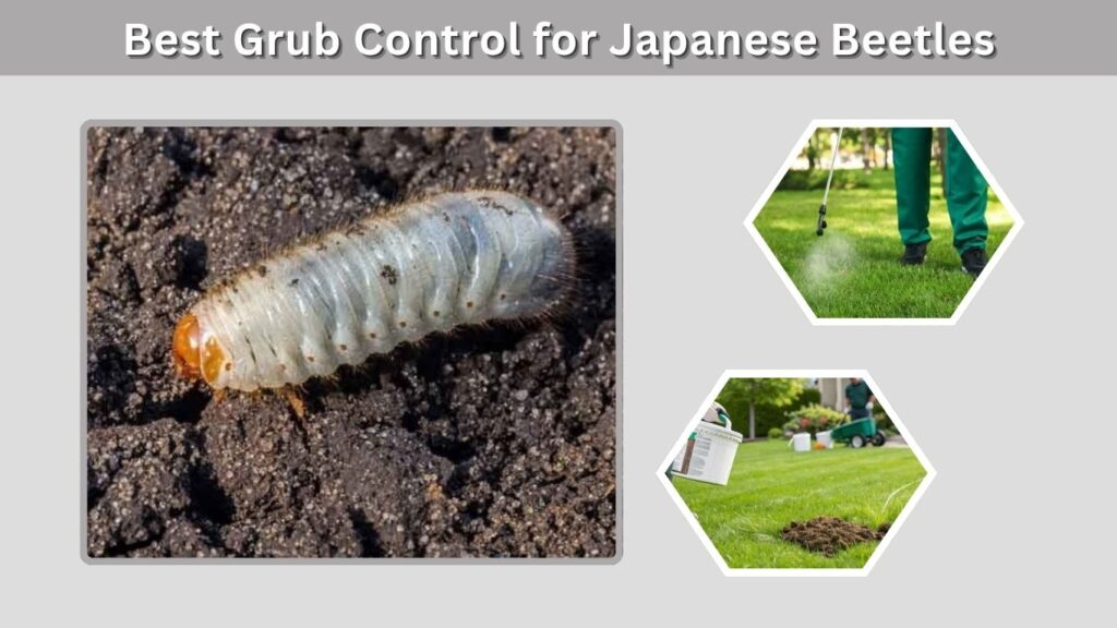 Best Grub Control for Japanese Beetles