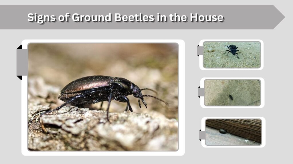 Signs of Ground Beetles in the House