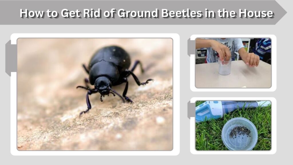 How Do Ground Beetles Get in the House?